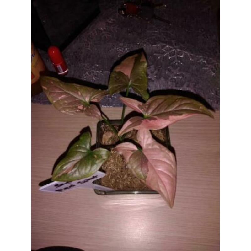 Syngonium red spot