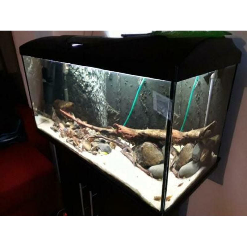 te koop een compleet aquarium Juwel 112 met kast