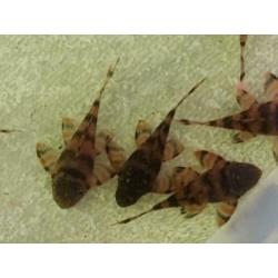 3 stuks L397 jongen (4cm) voor €55