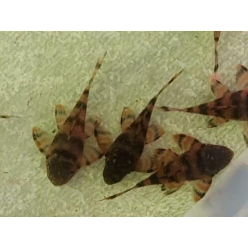 3 stuks L397 jongen (4cm) voor €55