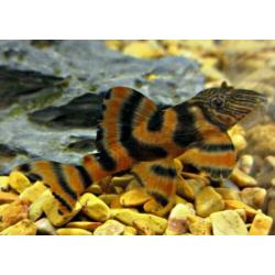 3 stuks L397 jongen (4cm) voor €55