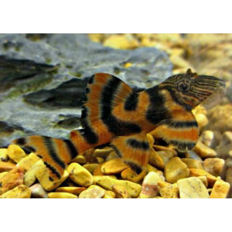 3 stuks L397 jongen (4cm) voor €55
