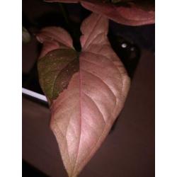 Syngonium red spot