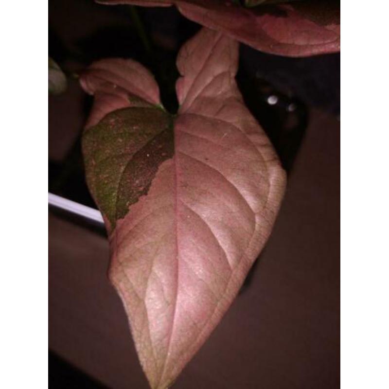 Syngonium red spot