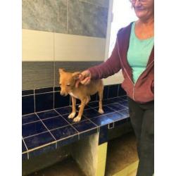 Animal in Need: Scruffy binnenkort in NL