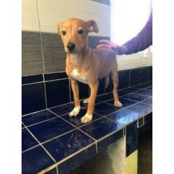 Animal in Need: Scruffy binnenkort in NL