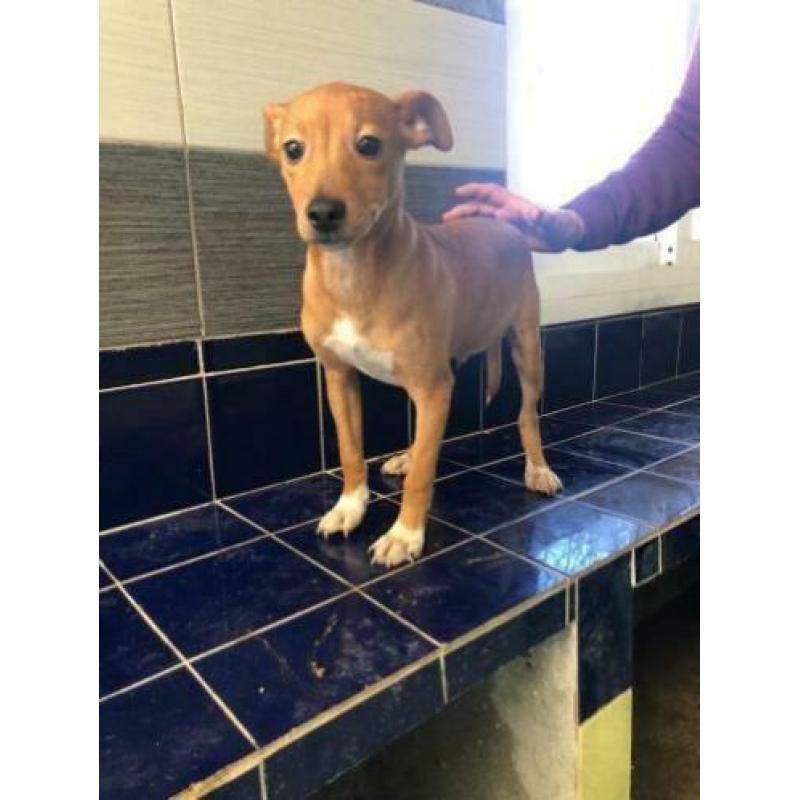 Animal in Need: Scruffy binnenkort in NL
