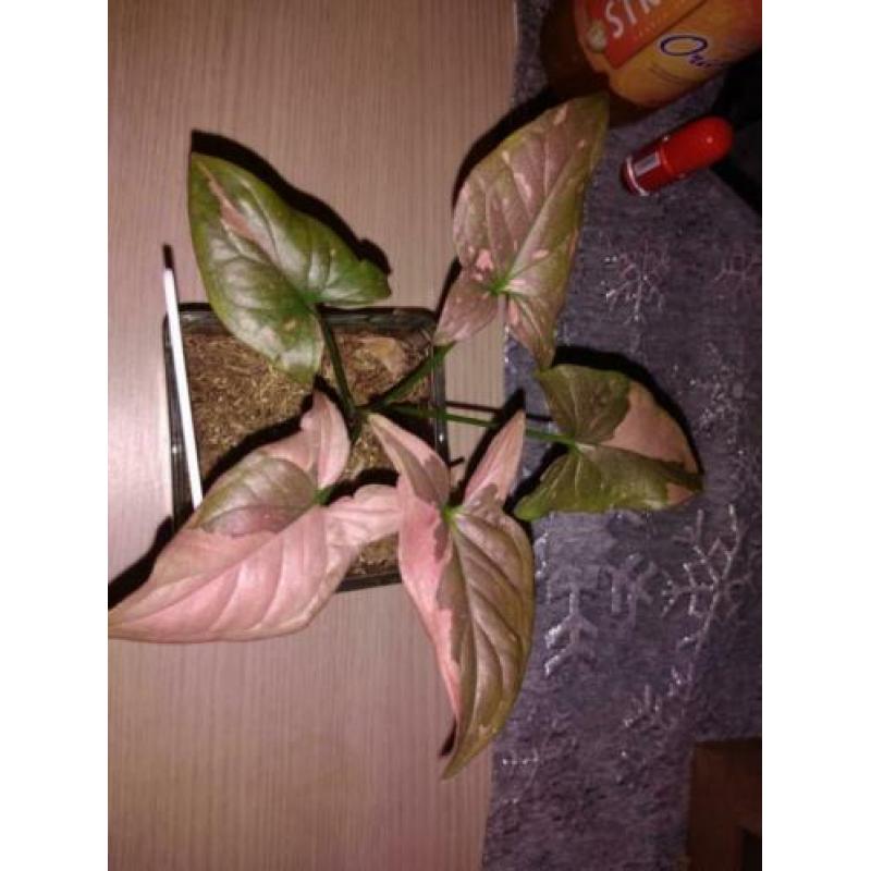 Syngonium red spot