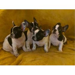 Fransebulldog pups beschikbaar