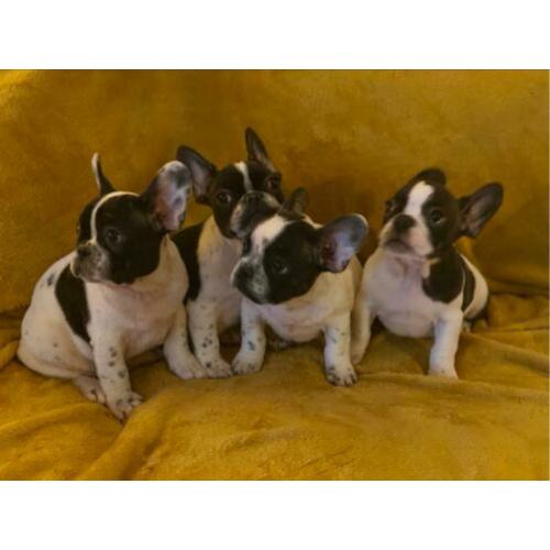 Fransebulldog pups beschikbaar