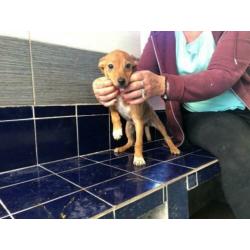 Animal in Need: Scruffy binnenkort in NL