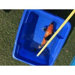 Koi’s 10 stuks