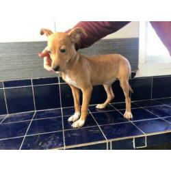 Animal in Need: Scruffy binnenkort in NL