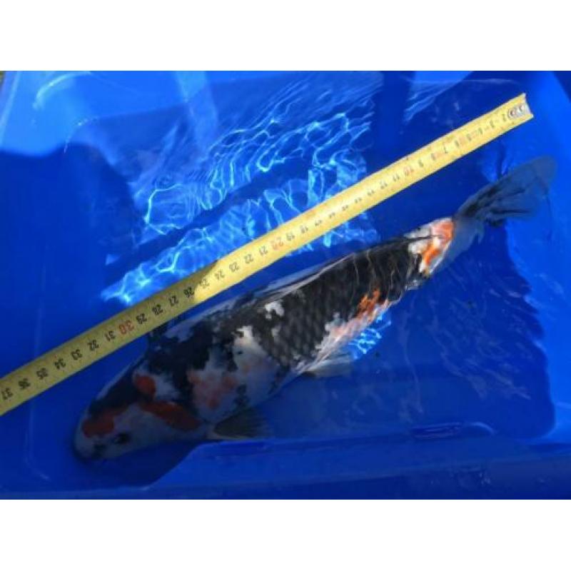 Koi’s 10 stuks