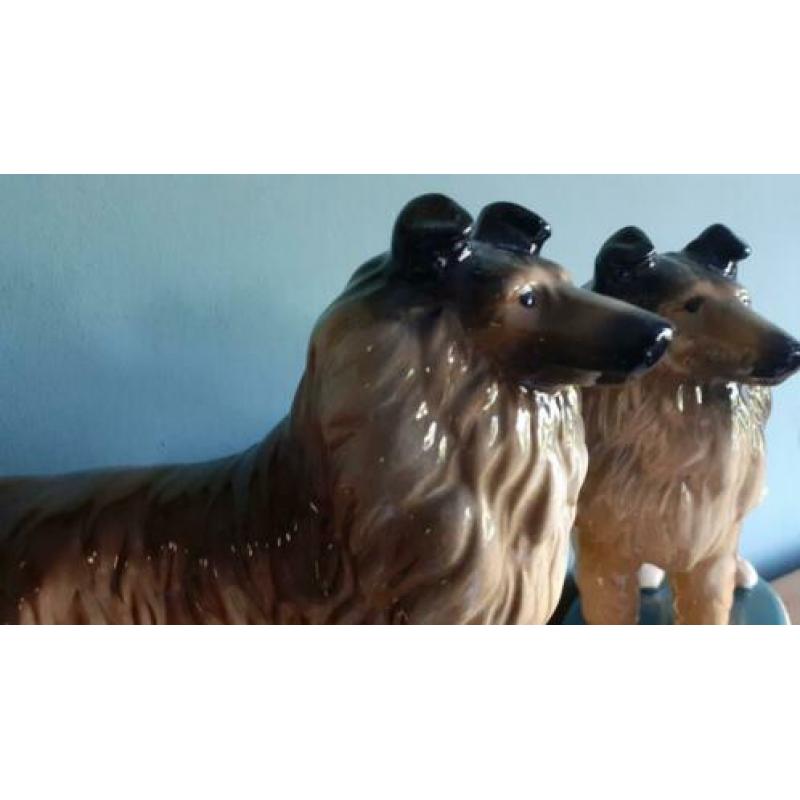 Schotse Collie herdershond reu en teef Koppel