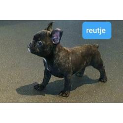Franse Bulldog. Lief en speels.