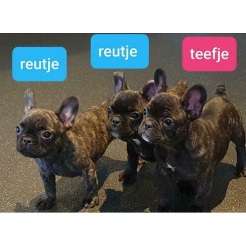 Franse Bulldog. Lief en speels.