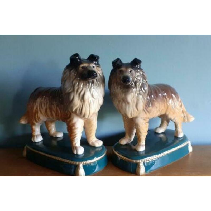 Schotse Collie herdershond reu en teef Koppel