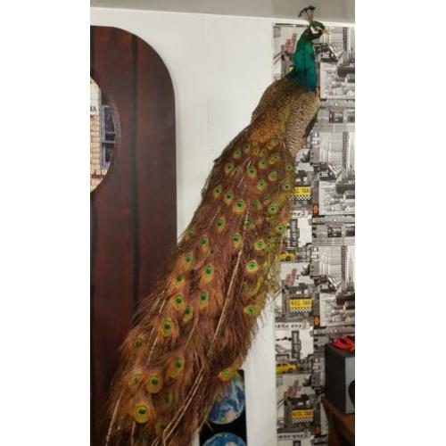 Taxidermie , opgezette blauwvleugel pauw in vol ornaat ????