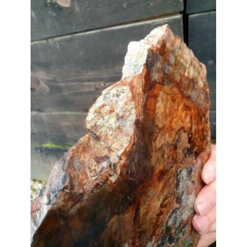 Versteend houten plak 1,44 kg