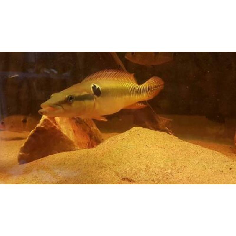 Zuid Amerikaanse Cichliden: Crenicichla zebrina