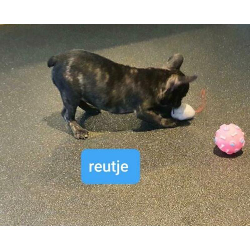Franse Bulldog. Lief en speels.