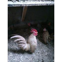 Serama haantjes