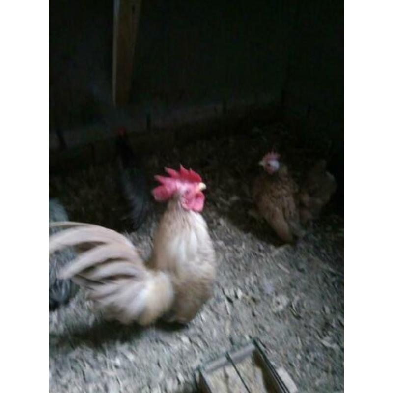 Serama haantjes