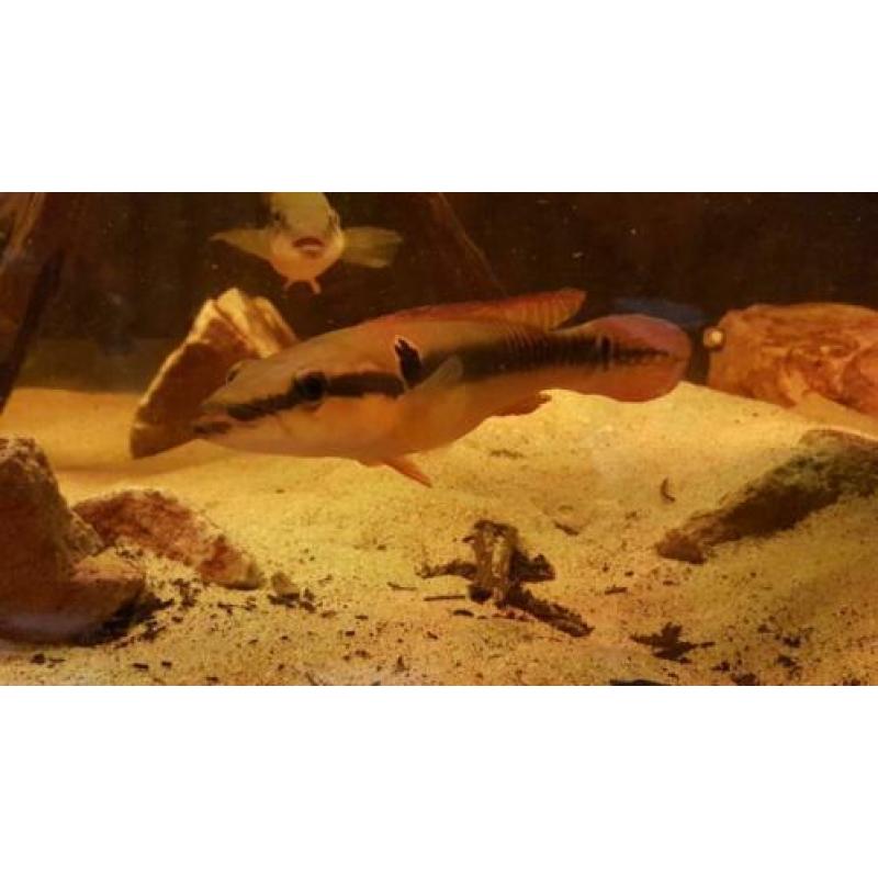 Zuid Amerikaanse Cichliden: Crenicichla zebrina