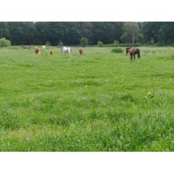Paardensportcentrum Quinto het ***** hotel voor uw paard