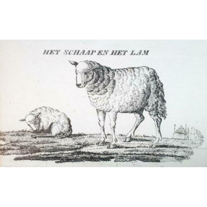 Oude ingelijste prent met opmerkelijke verzameling dieren
