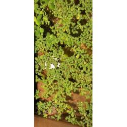 Drijfplantjes