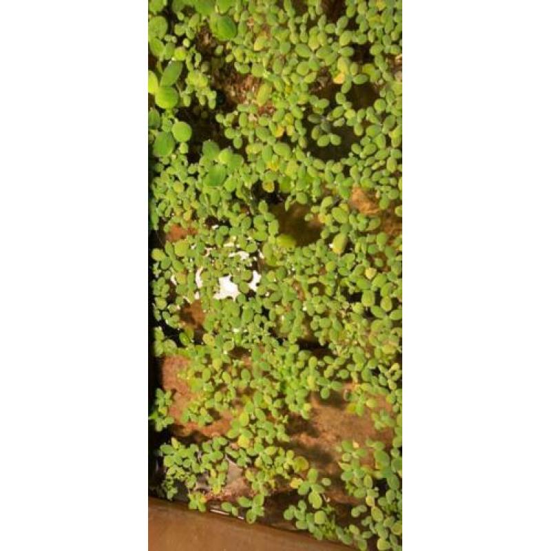 Drijfplantjes