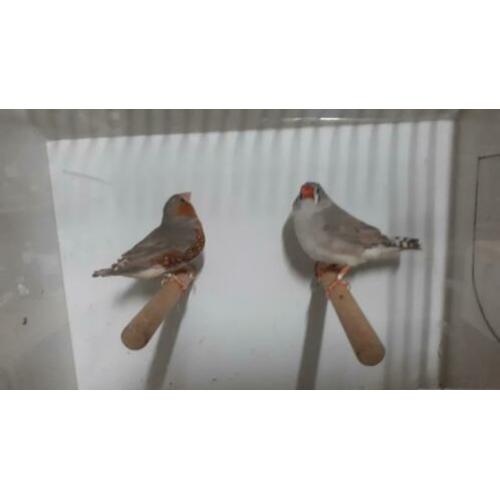 Koppel zebravinken oranjeborst.