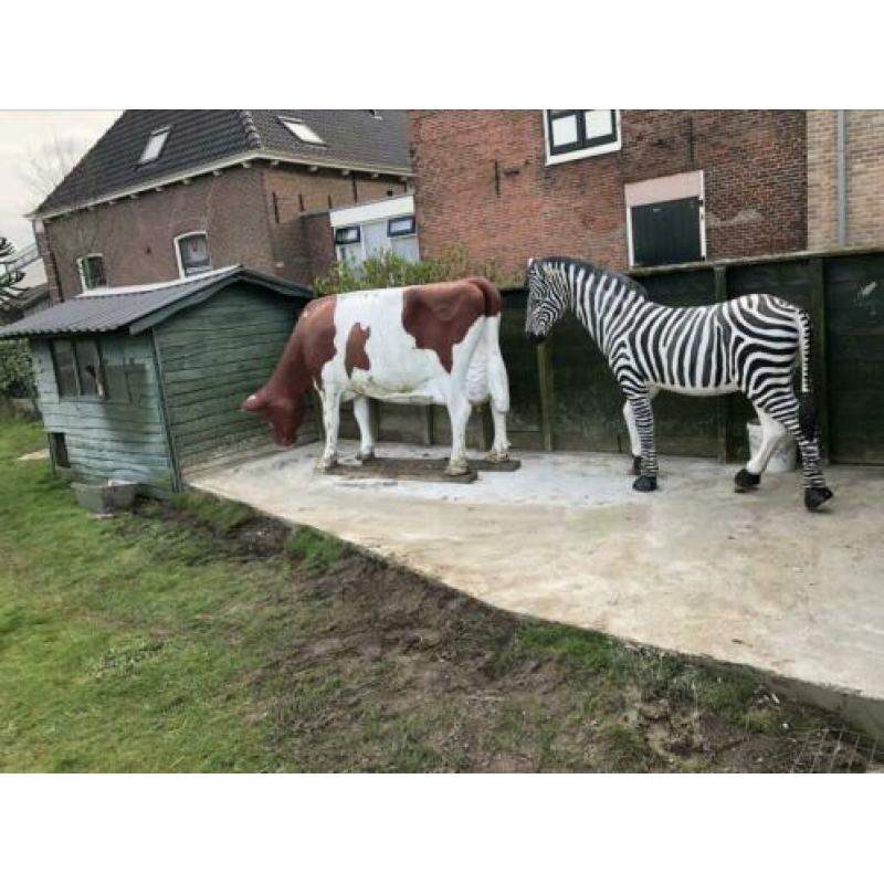 Levensechte zebra te koop. Koe is gereserveerd.