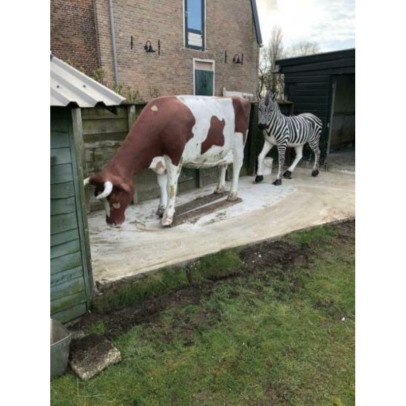 Levensechte zebra te koop. Koe is gereserveerd.