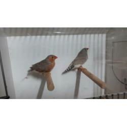 Koppel zebravinken oranjeborst.