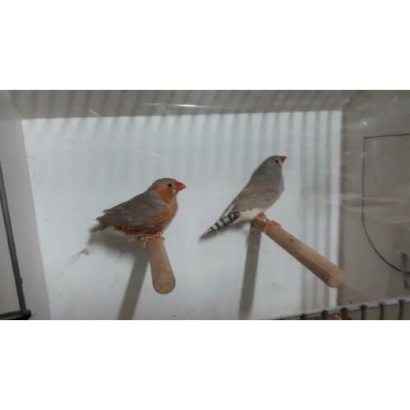 Koppel zebravinken oranjeborst.