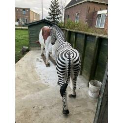 Levensechte zebra te koop. Koe is gereserveerd.