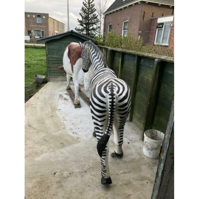 Levensechte zebra te koop. Koe is gereserveerd.