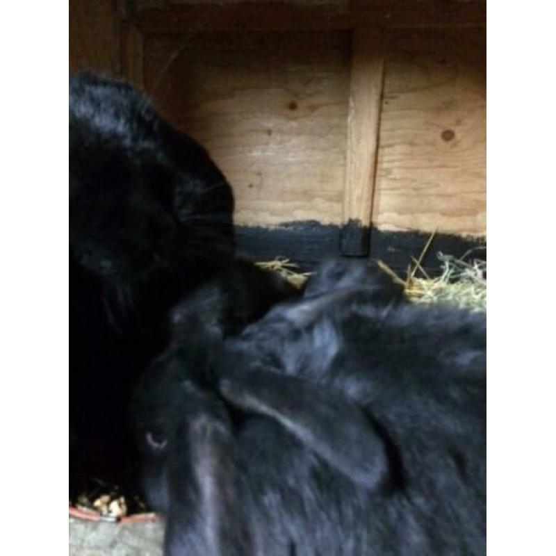 lieve Franse Hangoor jongen