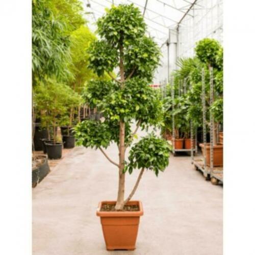Ficus 'nitida' 220-230cm - Vertakt art53499