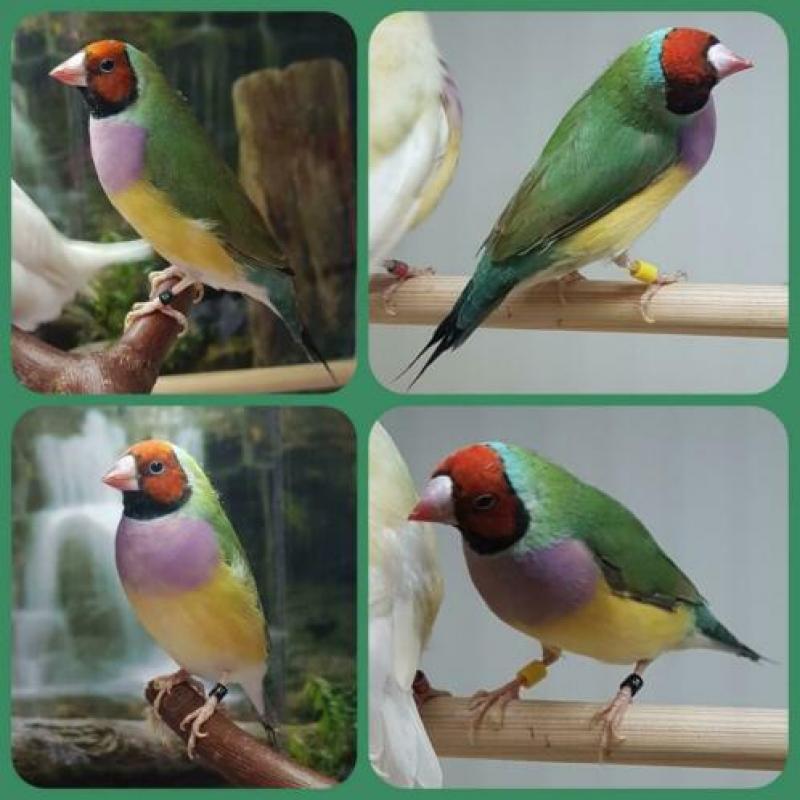 Gouldamadines