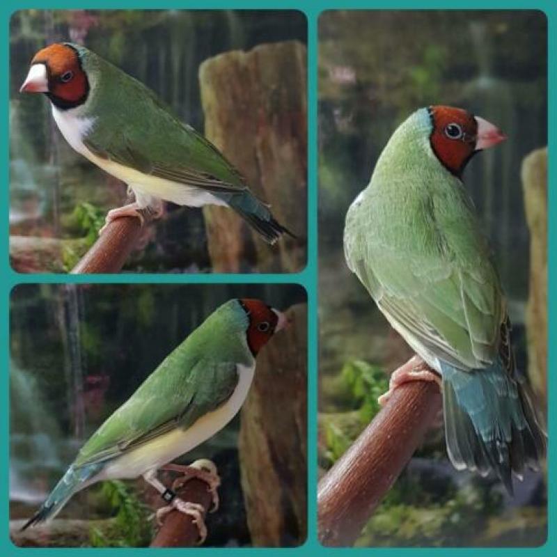 Gouldamadines