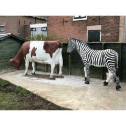 Levensechte zebra te koop. Koe is gereserveerd.