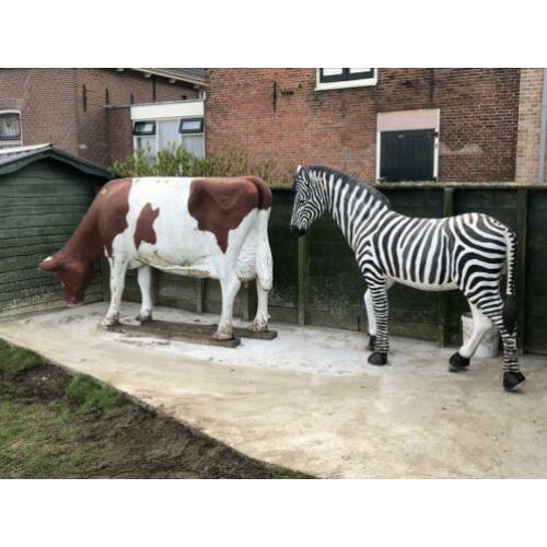 Levensechte zebra te koop. Koe is gereserveerd.