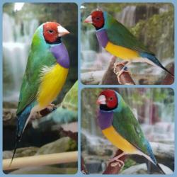 Gouldamadines