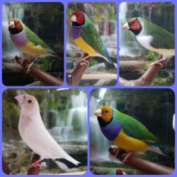 Gouldamadines