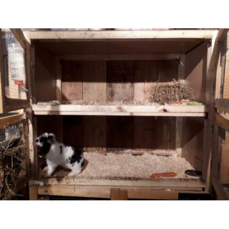 Het Zoekende Keuteltje - Konijnen & cavia opvang