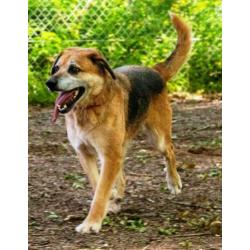 spaanse mastin/herder kruising ter adoptie in Spanje